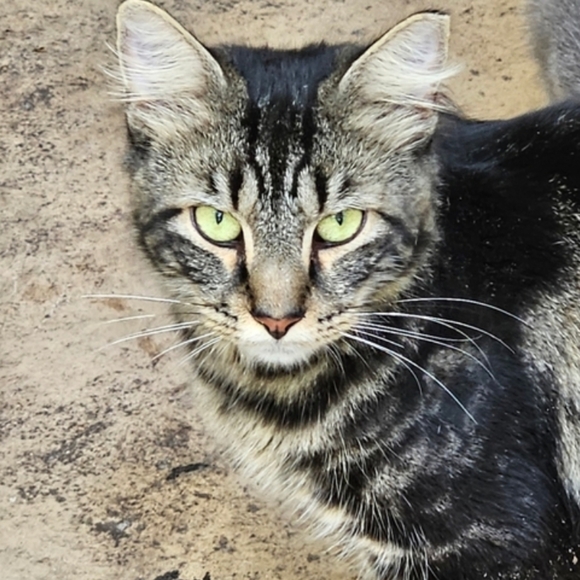 LIVE SHOW NOTIFICATION @jems_menagierie - Picture 3 of 11